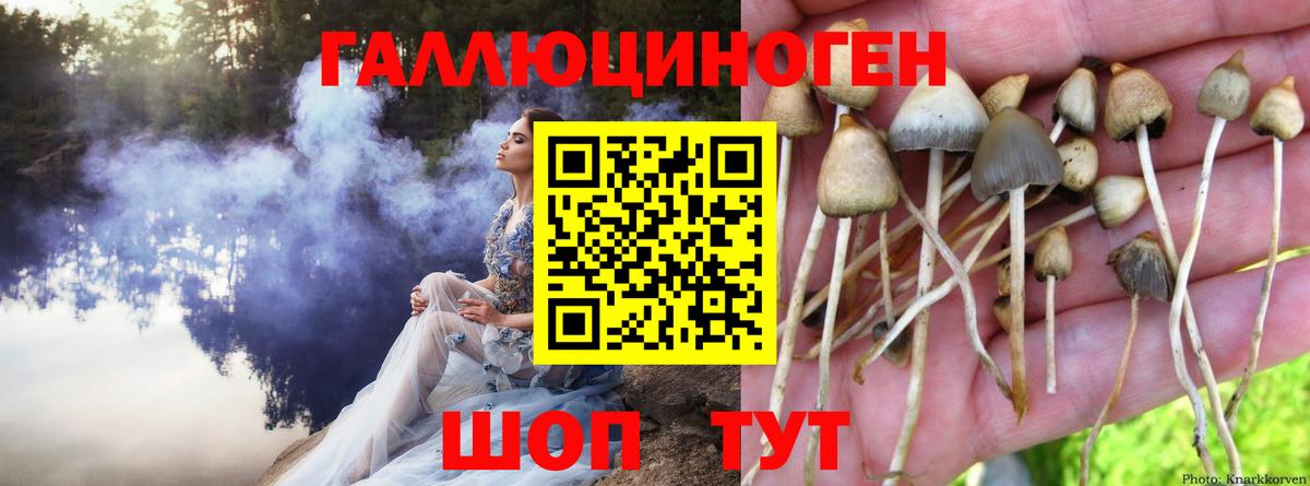 Псилоцибиновые грибы прущие грибы Малгобек